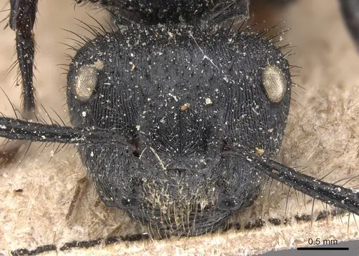 Echinopla striata - CASENT0905646