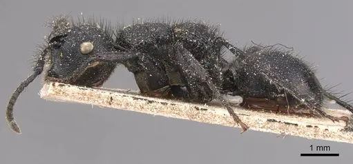 Echinopla striata - CASENT0905646