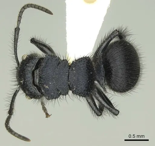 Echinopla striata - CASENT0906847