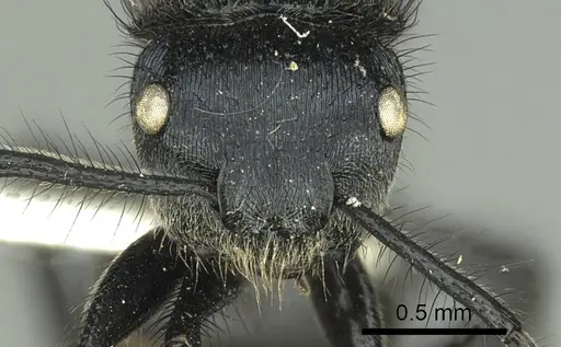 Echinopla striata - CASENT0906847