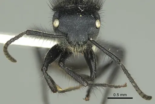 Echinopla striata - CASENT0906847