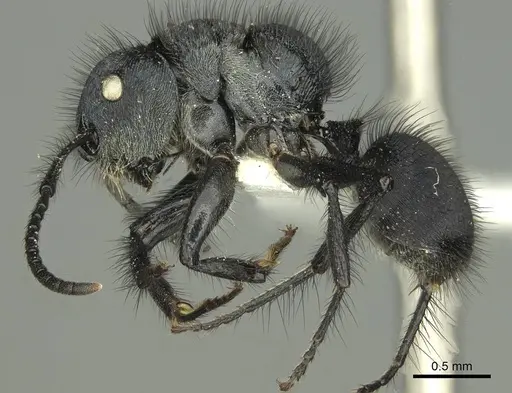 Echinopla striata - CASENT0906847