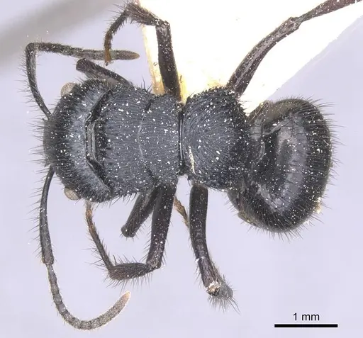 Echinopla striata - CASENT0912086