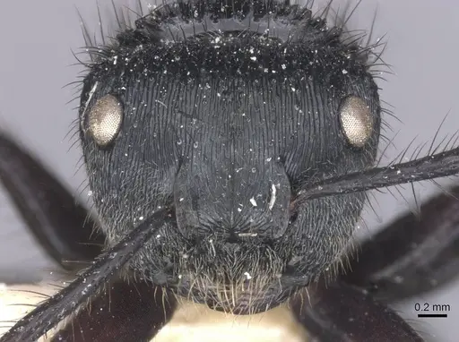 Echinopla striata - CASENT0912086