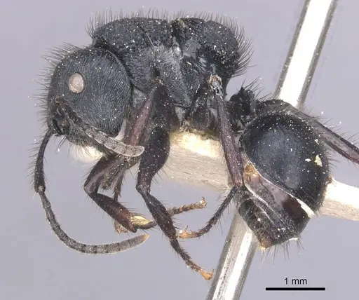 Echinopla striata - CASENT0912086