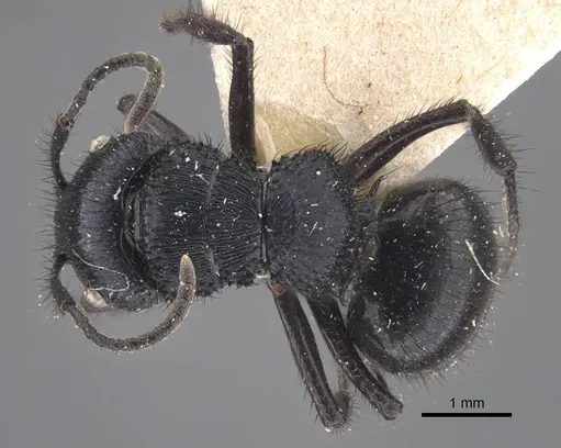 Echinopla striata - CASENT0917295