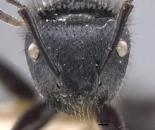 Echinopla striata - CASENT0917295