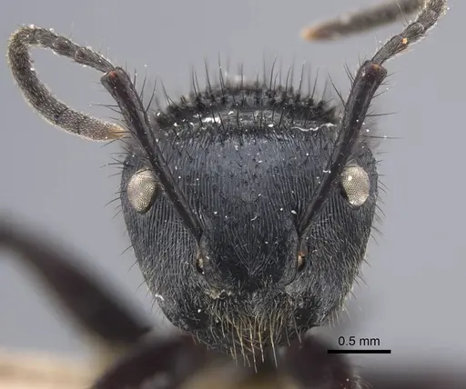 Echinopla striata - CASENT0917295