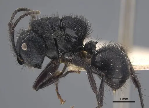 Echinopla striata - CASENT0917295