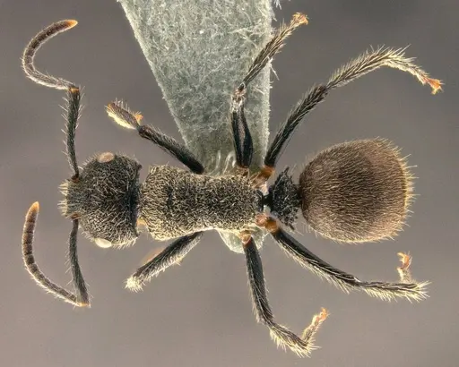 Echinopla subtilis specimen