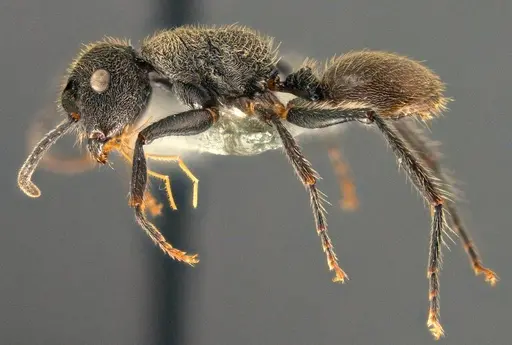 Echinopla subtilis specimen