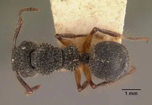 Echinopla tritschleri specimen