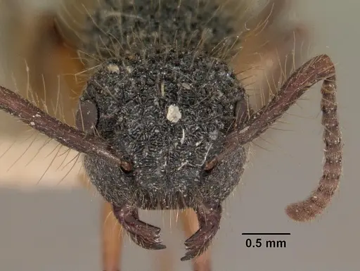 Echinopla tritschleri specimen