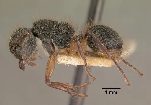 Echinopla tritschleri specimen