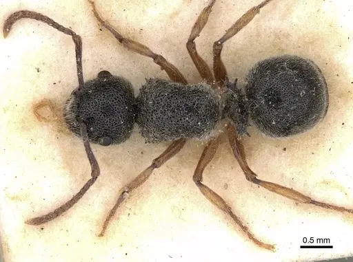 Echinopla turneri specimen