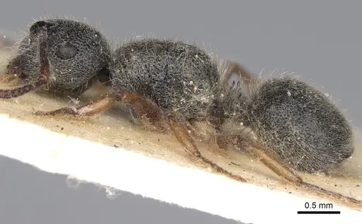 Echinopla turneri specimen