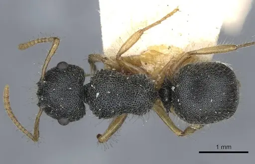 Echinopla turneri - CASENT0910968