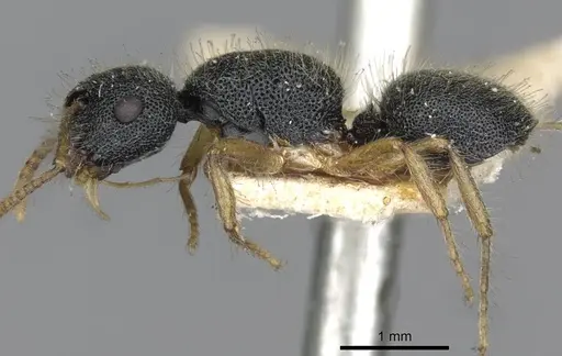 Echinopla turneri - CASENT0910968