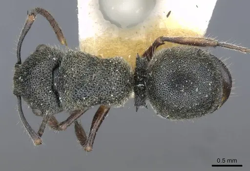 Echinopla turneri - CASENT0910969