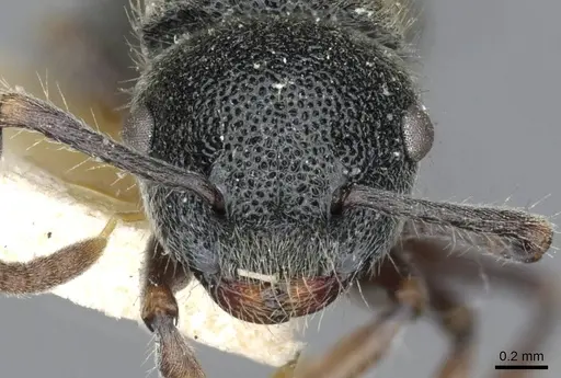 Echinopla turneri - CASENT0910969