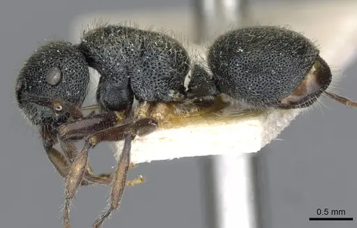 Echinopla turneri - CASENT0910969