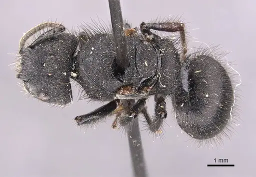 Echinopla vermiculata specimen