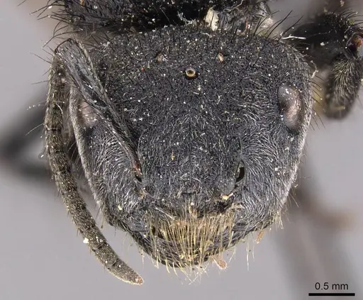 Echinopla vermiculata specimen