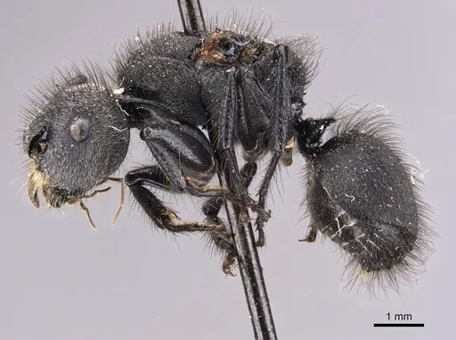 Echinopla vermiculata specimen