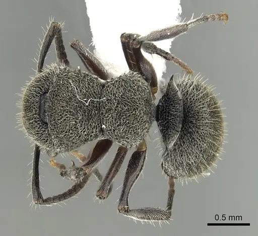 Echinopla wardi specimen