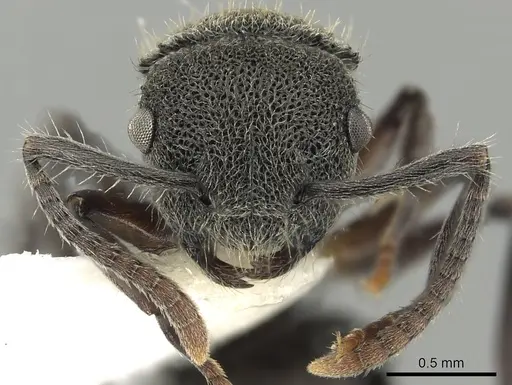 Echinopla wardi specimen