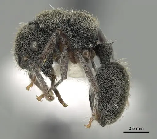 Echinopla wardi specimen