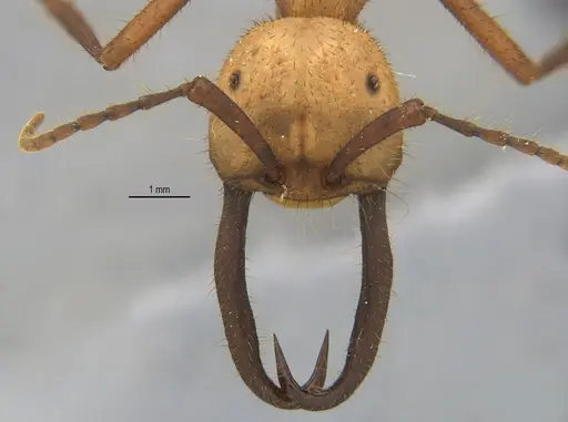 Eciton burchellii specimen