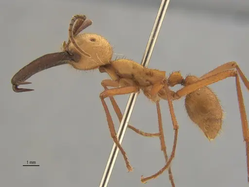 Eciton burchellii specimen