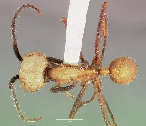 Eciton burchellii - CASENT0003205