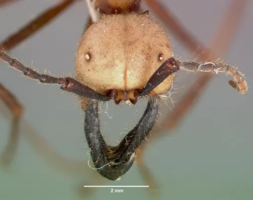 Eciton burchellii - CASENT0003205