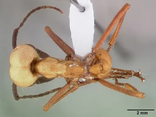 Eciton burchellii - CASENT0009218