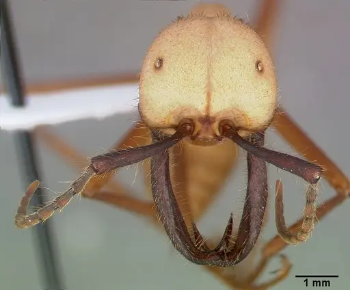 Eciton burchellii - CASENT0009218