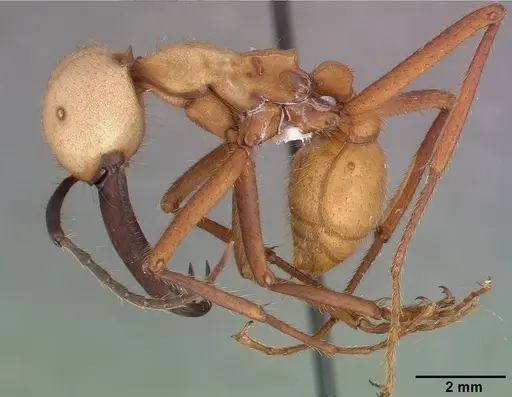 Eciton burchellii - CASENT0009218