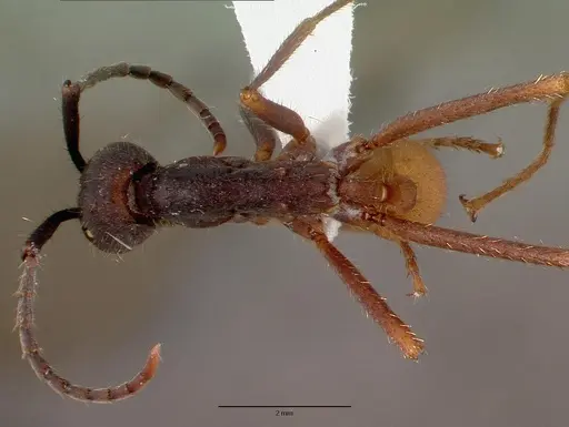 Eciton burchellii - CASENT0009219