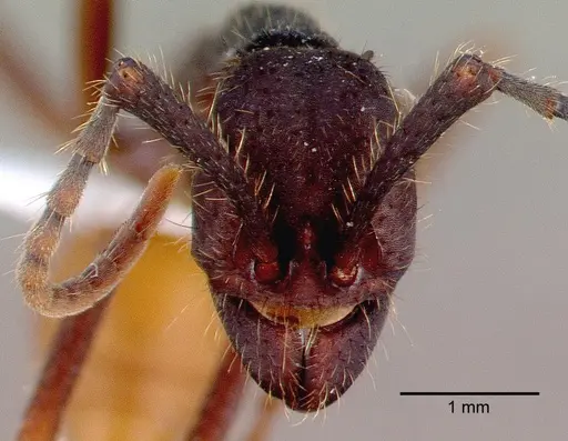 Eciton burchellii - CASENT0009219