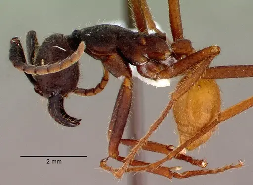 Eciton burchellii - CASENT0009219