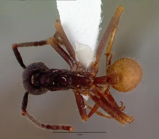 Eciton burchellii - CASENT0009220