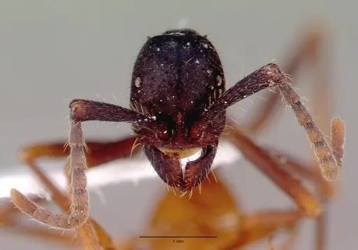 Eciton burchellii - CASENT0009220