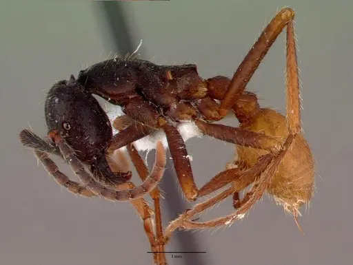 Eciton burchellii - CASENT0009220