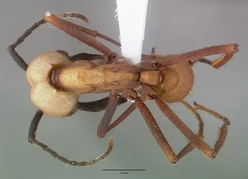 Eciton burchellii - CASENT0009221