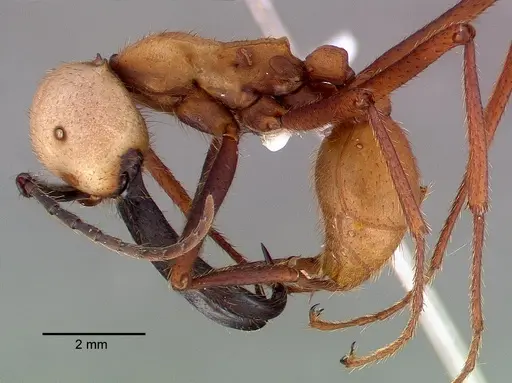 Eciton burchellii - CASENT0009221