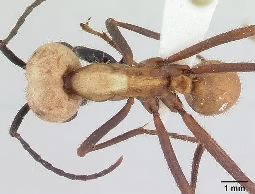 Eciton burchellii - CASENT0178611