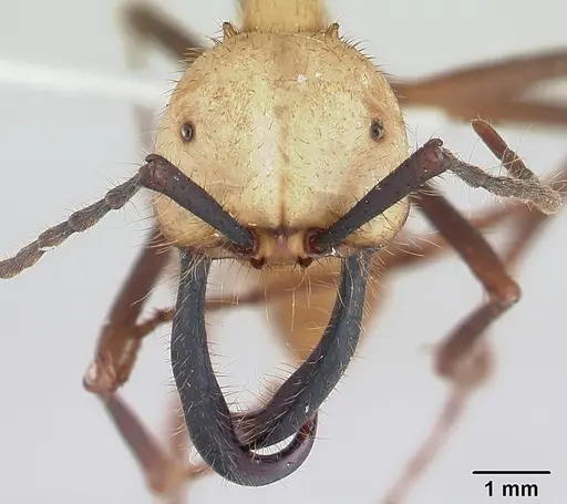 Eciton burchellii - CASENT0178611