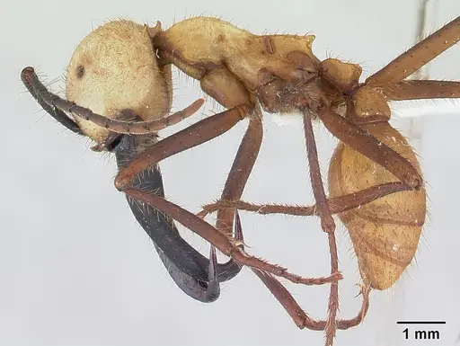 Eciton burchellii - CASENT0178611