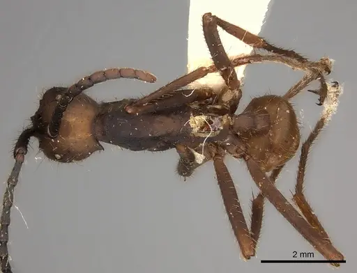 Eciton burchellii - CASENT0217469